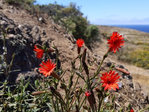 Silene laciniata (cardinal catchfly) (alternate view 3)