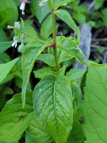 Circaea canadensis (broadleaf enchanter's nightshade)