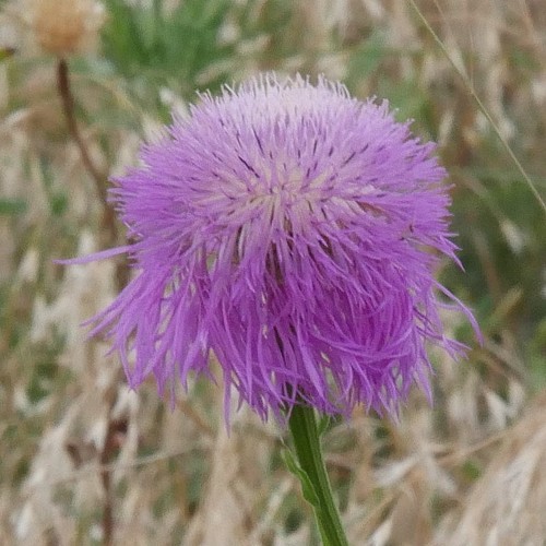 Plectocephalus americanus (American basketflower) (alternate view 5)