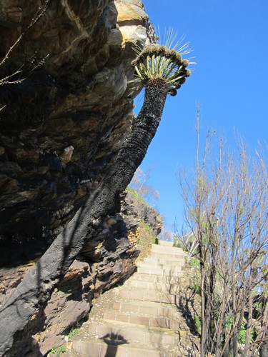 Kingia australis (bullanock) (alternate view 4)