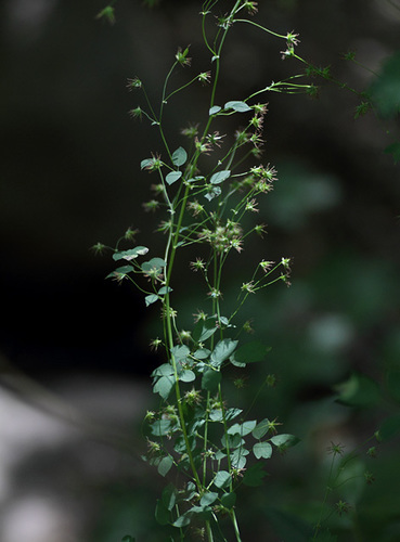 Thalictrum fendleri (Torrey's Meadow-Rue) (alternate view 4)