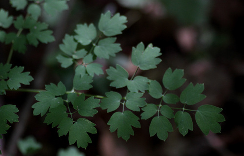 Thalictrum fendleri (Torrey's Meadow-Rue) (alternate view 5)