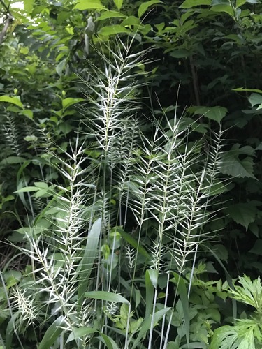 Elymus hystrix (Bottlebrush Grass)