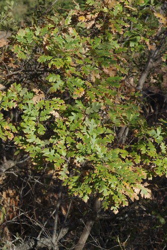 Quercus cerris (Turkey Oak)