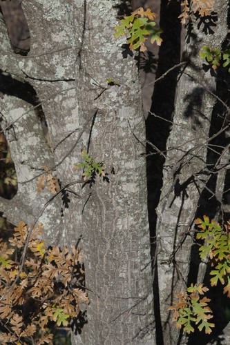 Quercus cerris (Turkey Oak)