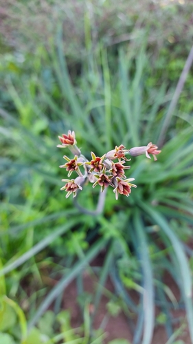 Tulbaghia (Wild Garlics) (alternate view 5)