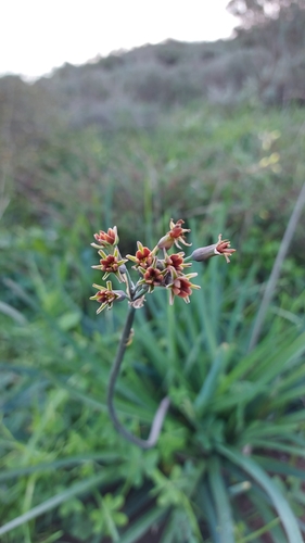 Tulbaghia (Wild Garlics) (alternate view 6)