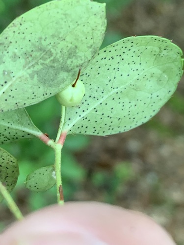 Gaultheria procumbens (wintergreen) (alternate view 3)