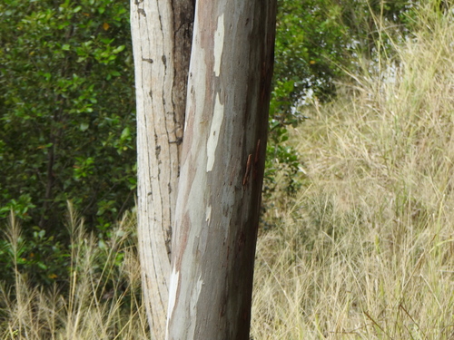 Eucalyptus tereticornis (Forest red gum) (alternate view 4)