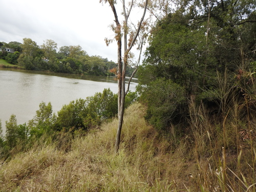 Eucalyptus tereticornis (Forest red gum) (alternate view 5)
