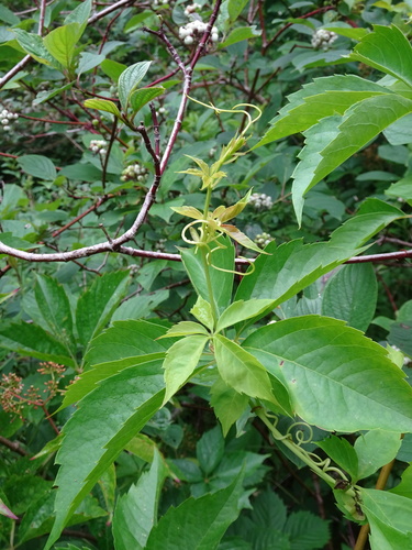 Parthenocissus inserta (thicket creeper)