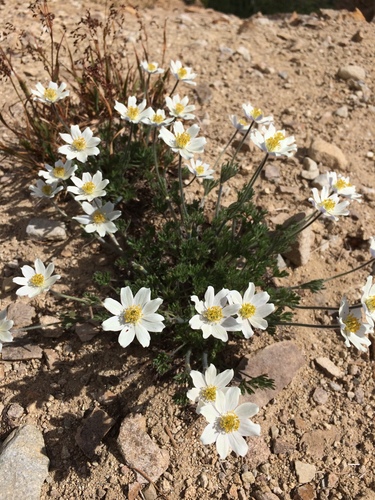 Anemone (anemones and thimbleweeds) (alternate view 5)
