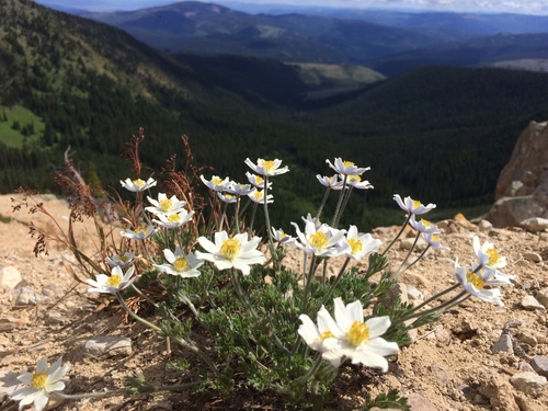 Anemone (anemones and thimbleweeds) (alternate view 6)