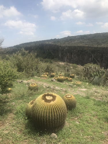 Kroenleinia grusonii (golden barrel cactus) (alternate view 7)
