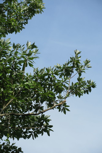 Magnolia virginiana (Sweetbay Magnolia)