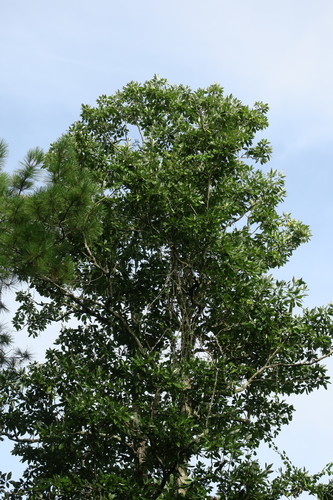 Magnolia virginiana (Sweetbay Magnolia)