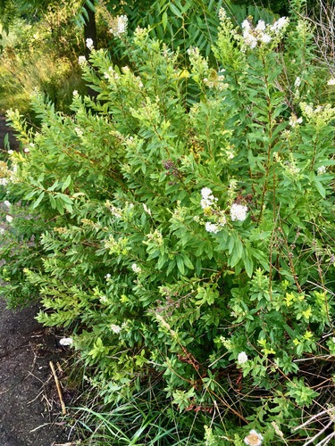 Spiraea alba (white meadowsweet)