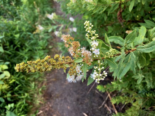 Spiraea alba (white meadowsweet)