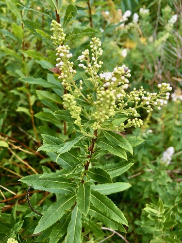 Spiraea alba (white meadowsweet)