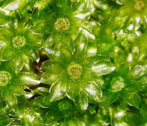 Rosulabryum billardierei (alternate view 2)