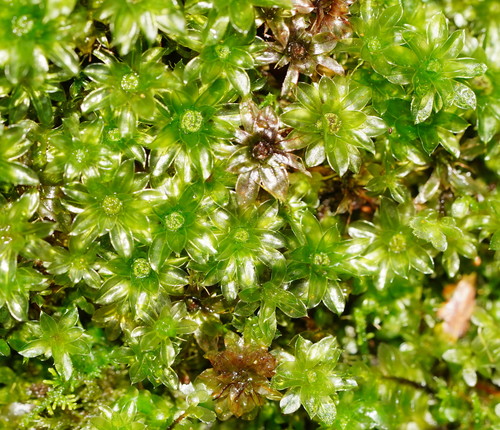 Rosulabryum billardierei (alternate view 5)