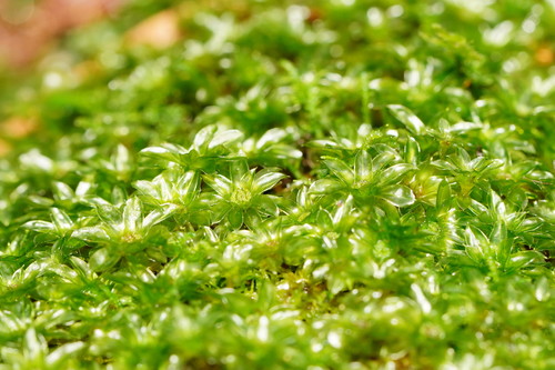 Rosulabryum billardierei (alternate view 4)