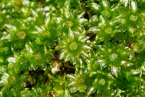 Rosulabryum billardierei (alternate view 3)
