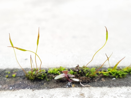 Tortula muralis (Wall Screw-moss)