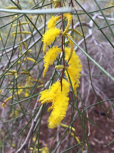 Acacia (wattles) (alternate view 2)