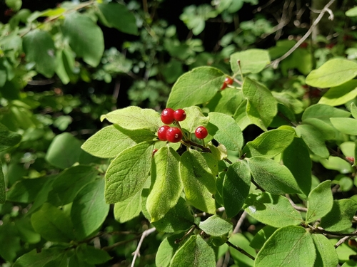 Lonicera xylosteum (Fly Honeysuckle)