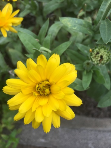 Calendula (marigolds) (alternate view 6)