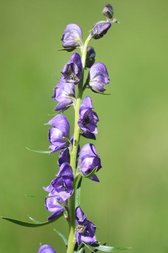 Aconitum napellus (Common Monkshood) (alternate view 2)