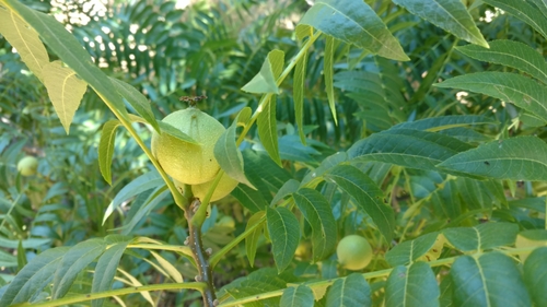Juglans hindsii (northern California black walnut)