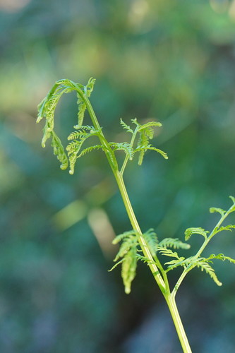 Pteris tremula (Shaking Brake)