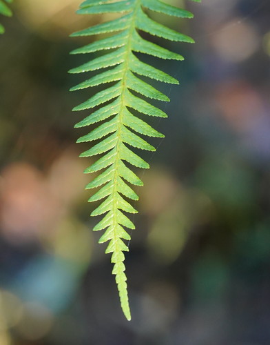 Pteris tremula (Shaking Brake) (alternate view 2)