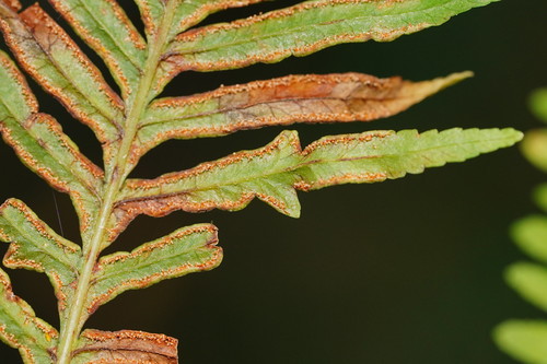 Pteris tremula (Shaking Brake) (alternate view 4)