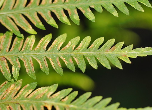 Pteris tremula (Shaking Brake) (alternate view 5)