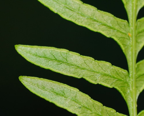 Pteris tremula (Shaking Brake) (alternate view 3)