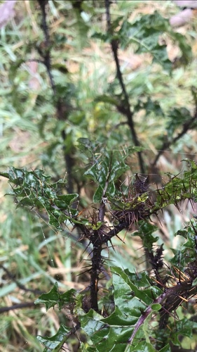 Solanum prinophyllum (Forest Nightshade) (alternate view 3)