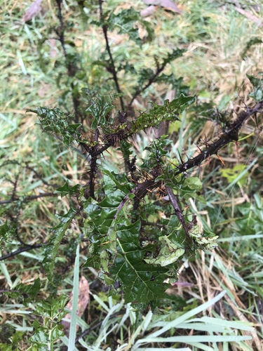 Solanum prinophyllum (Forest Nightshade) (alternate view 2)