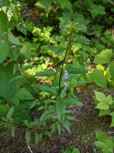 Pedicularis racemosa (Sickletop Lousewort) (alternate view 4)