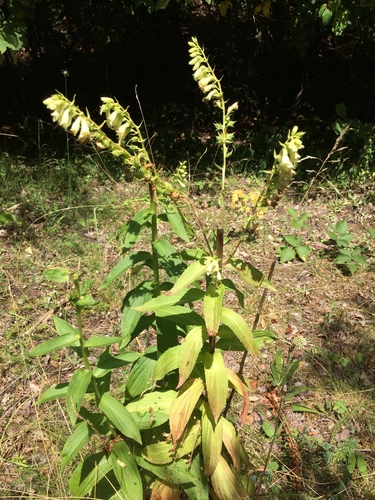 Digitalis lutea (yellow foxglove) (alternate view 7)