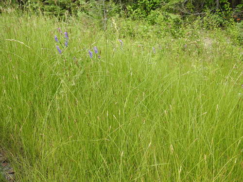 Carex praegracilis (Clustered Field Sedge)