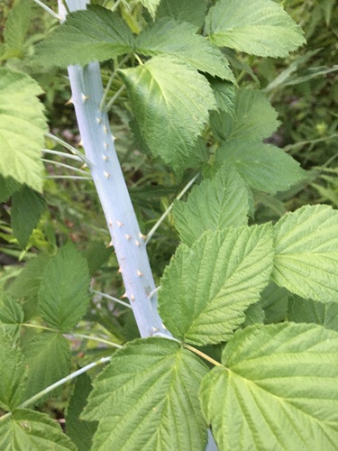 Rubus occidentalis (black raspberry)