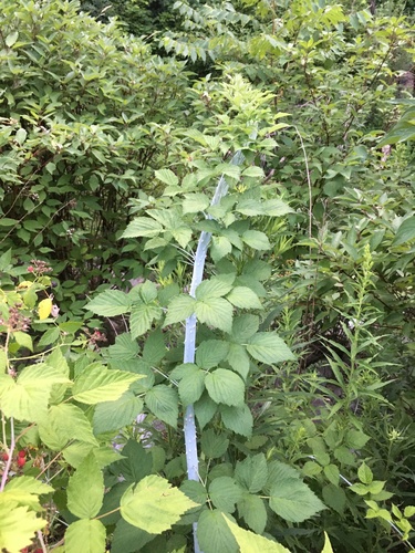 Rubus occidentalis (black raspberry)