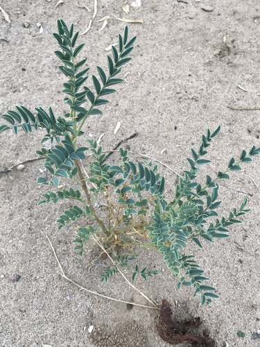 Astragalus lentiginosus (Freckled Milkvetch) (alternate view 7)