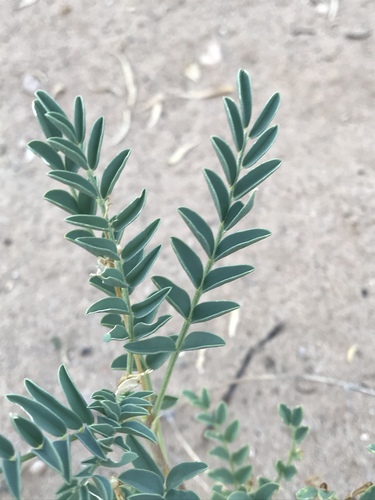 Astragalus lentiginosus (Freckled Milkvetch) (alternate view 6)