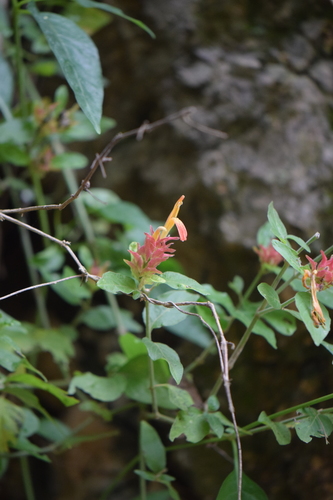 Justicia fulvicoma (Orange Shrimp Plant)