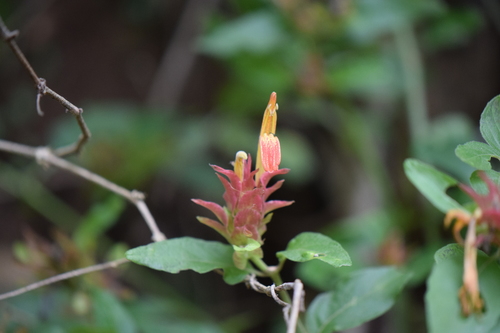 Justicia fulvicoma (Orange Shrimp Plant)