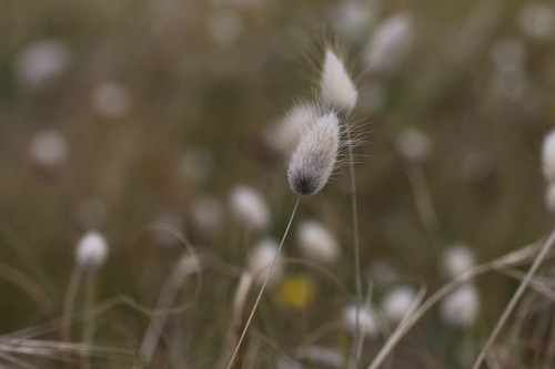 Lagurus ovatus (Hare's Tail Grass)